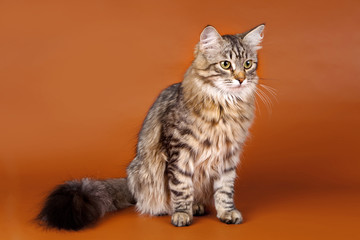 Maine coon on orange background
