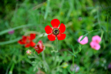 Red flower