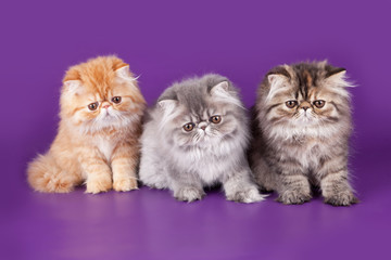 Three Persian Kitty on the violet background