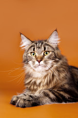 Maine coon on orange background