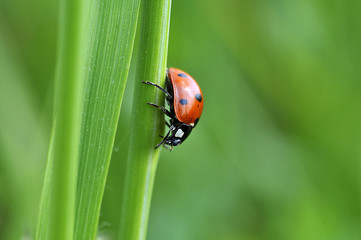 coccinelle © escapade photo