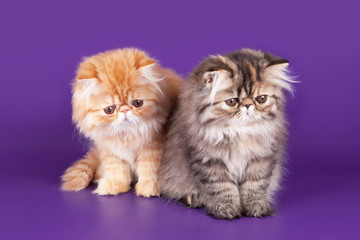 Fototapeta na wymiar Two Persian Kitty on the violet background