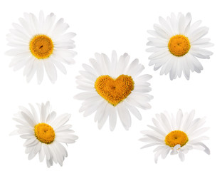 Fototapeta premium Different versions of daisies. Isolation.
