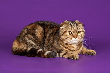 Scottish fold on violet background