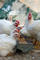 white hens eating grain