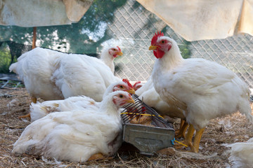 several white hens eating grain