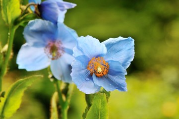 Naklejka premium Himalayan blue poppy