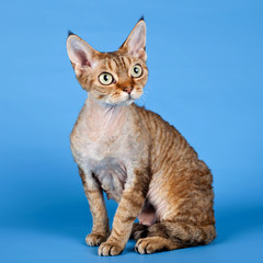 Devon rex on blue background
