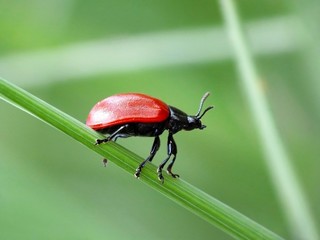 Small red poplar leaf beetle (Chrysomela populi)