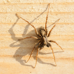Large spider