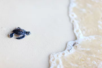 Foto op Plexiglas Schildpad Baby groene schildpad