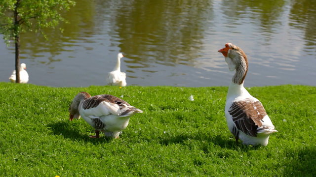 Gray and white  geese are grazed on a green lawn near the lake