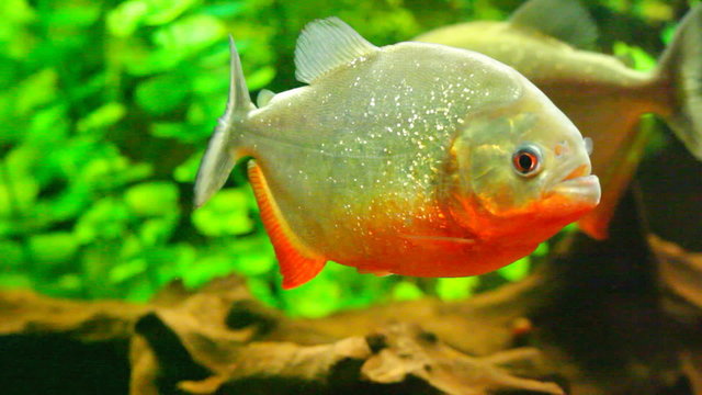 tropical red  piranha  in natural environment