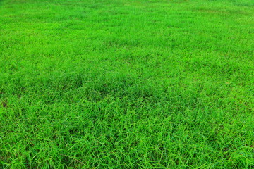 Grass background.