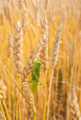 grasshopper sits on the golden ears of wheat