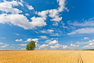 Fototapeta na wymiar alone tree in wheat field
