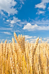 gold ears of wheat under sky