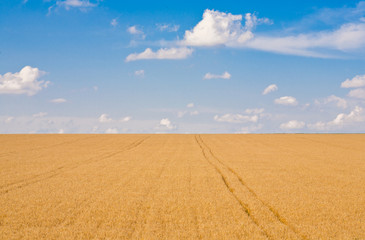 Fototapeta premium Ripe wheat field