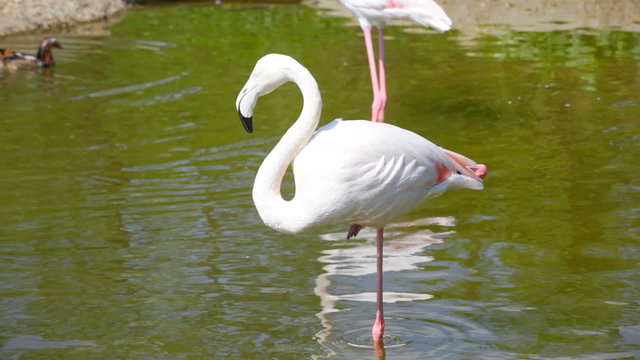 White flamingo are fed on shoal standing on one foot