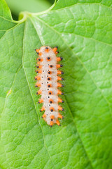 caterpillar on the green leaf