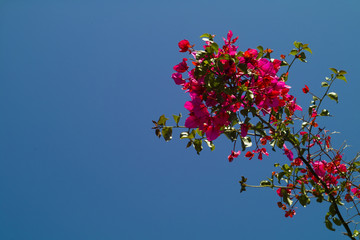 Bougainvillea