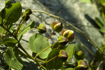 Caper (Capparis spinosa)