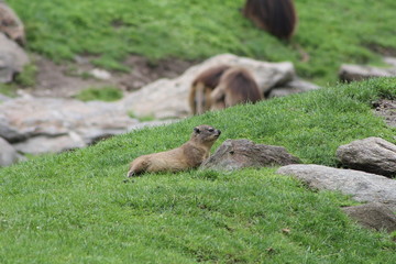 Rock or Cape Hyrax resting on grass