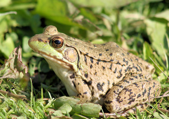 Green Frog