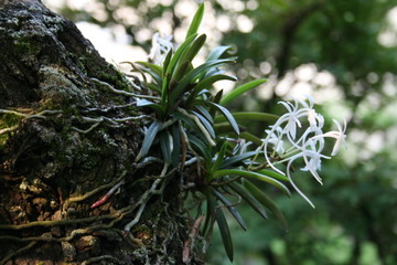 風蘭（フウラン）