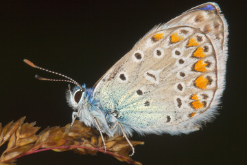Lycaena tityrus / Blue Sooty Copper butterfly close-up