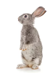 Gray rabbit © Natalia Chircova