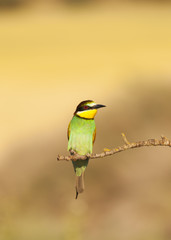 Bee-eater
