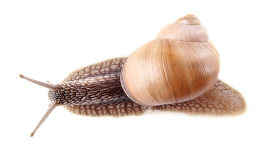 garden snail (Helix aspersa) isolated on white background