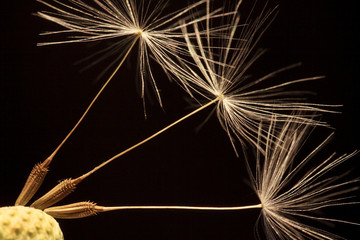 Detail of the Dandelion on the black Background