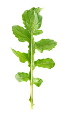 fresh juicy leaf of rucola