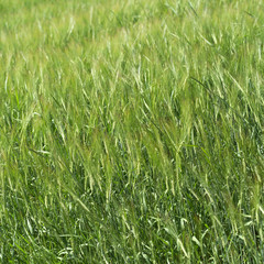 Field of grass