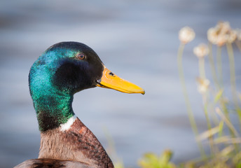 Portrait of a drake