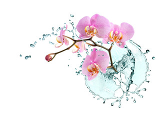 Orchid And Water