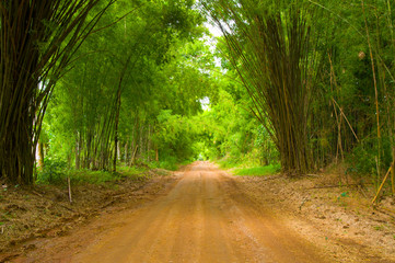 Fototapeta premium The walkway of bamboo