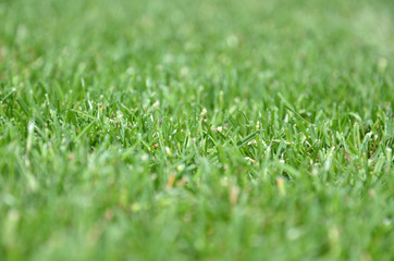 Green grass - front view Texture