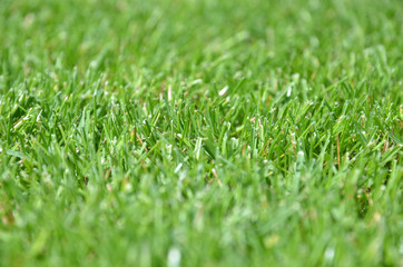 Fototapeta premium Green grass - front view Texture
