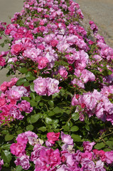 Pink and red rose flowers