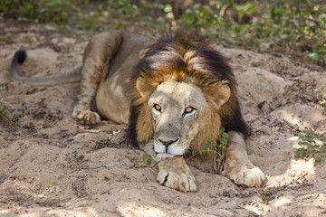 Male asiatic lion laying down, India.