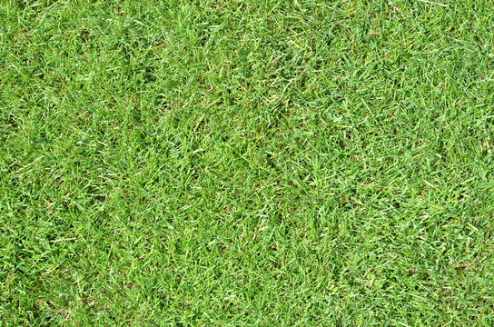 Green grass - top view Texture