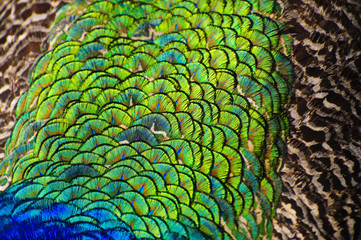 Feather of a peacock
