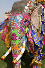 Decorated elephant at annual elephant festival, Jaipur, India. © davidevison