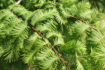 Zweige des Urweltmammutbaums, Metasequoia glyptostroboides