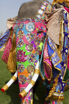 Decorated elephant at annual elephant festival, Jaipur, India.