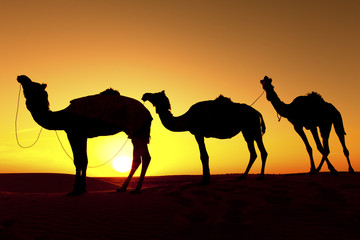 Fototapeta na wymiar Silhouette of a camel train, Thar Desert, Rajasthan, India
