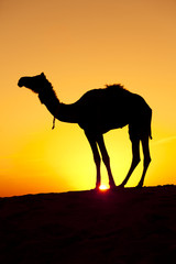 Fototapeta na wymiar Silhouette of a camel, Thar Desert, Rajasthan, India